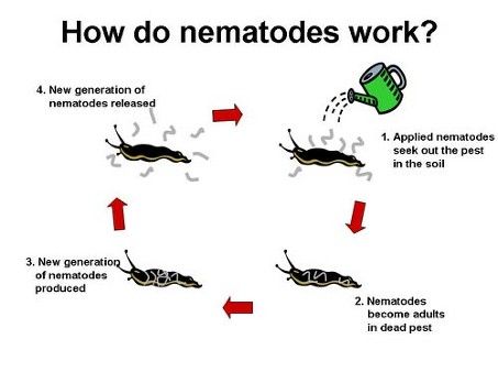 How Do Nematodes Work?